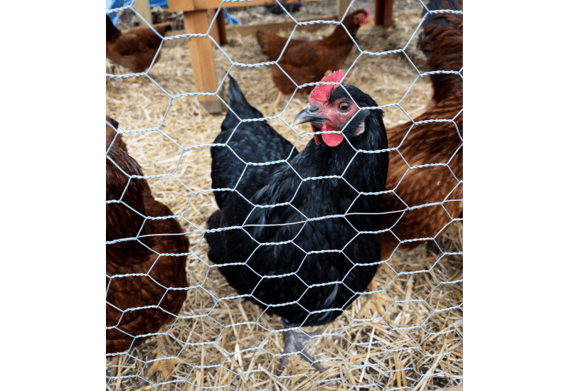 Jersey giant chickens