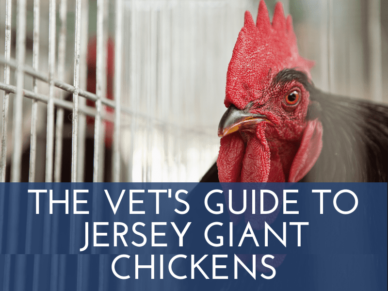 Jersey giant chickens