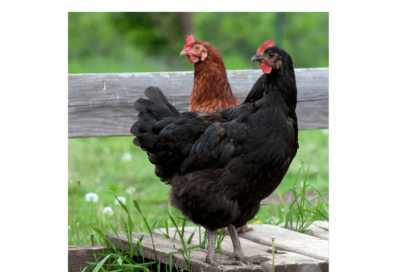 Jersey giant chickens