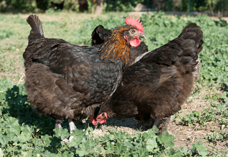 Marans Chickens