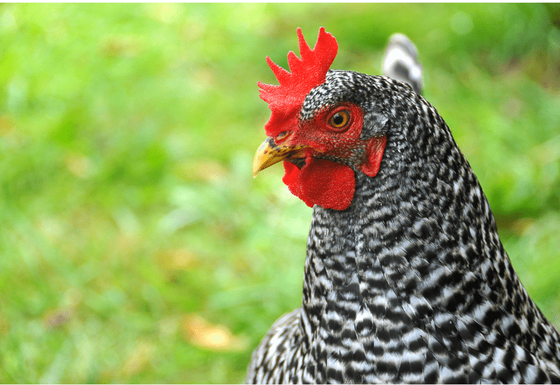 Marans Chickens