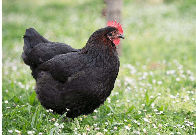 Marans Chickens
