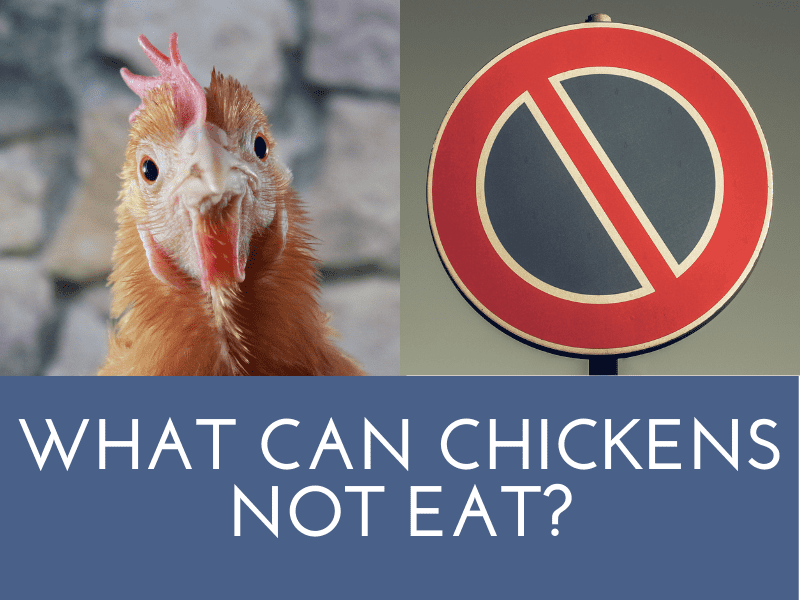 What Can Chickens Not Eat
