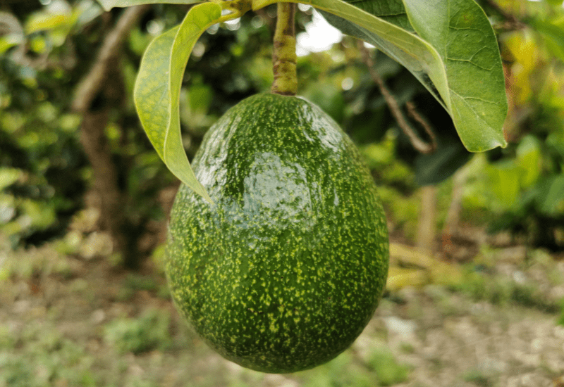 Avocado plant
