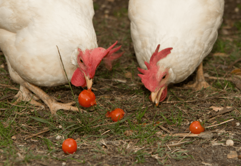 can chickens eat tomatoes eating on ground