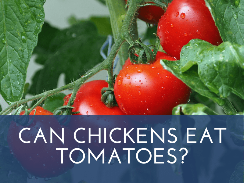 can chickens eat tomatoes