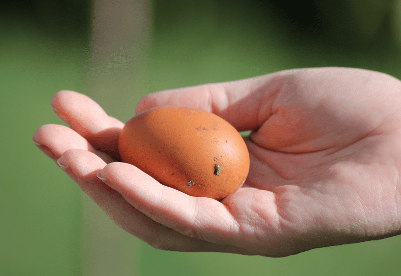 copper Marans Chicken egg
