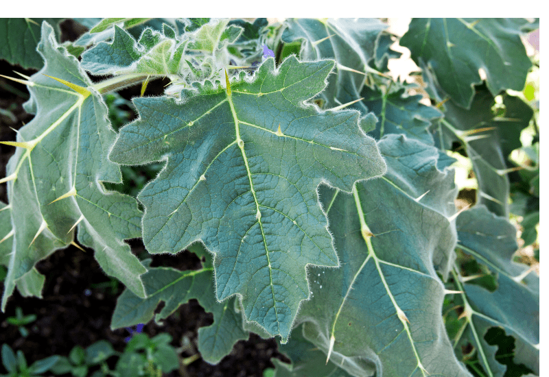 What Plants Are Toxic To Chickens one is eggplant leaves 