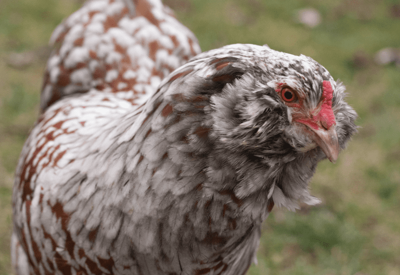 Ameraucana chicken