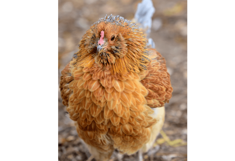 Ameraucana chicken