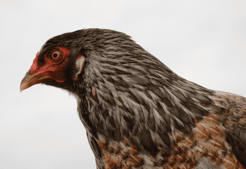 Ameraucana chicken
