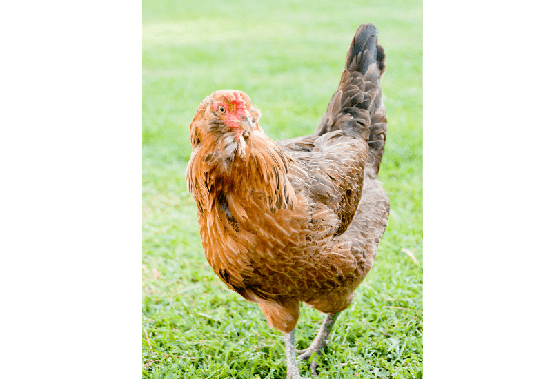 Ameraucana chicken