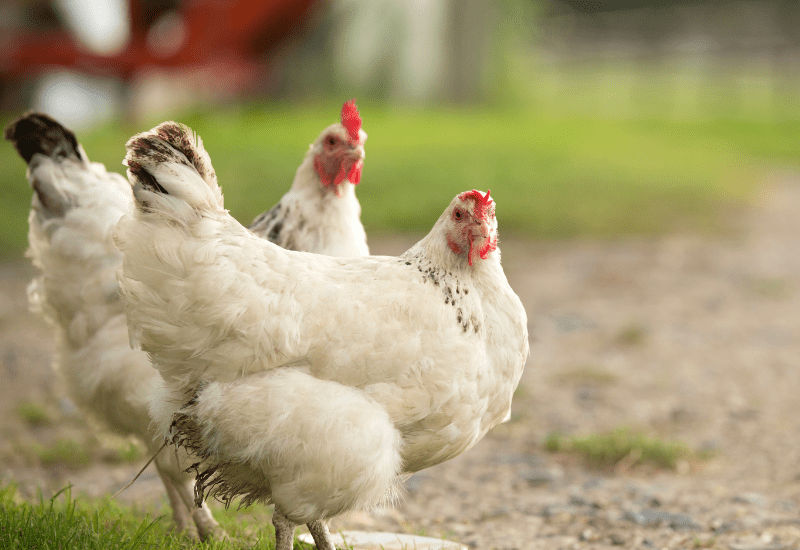 light sussex chickens