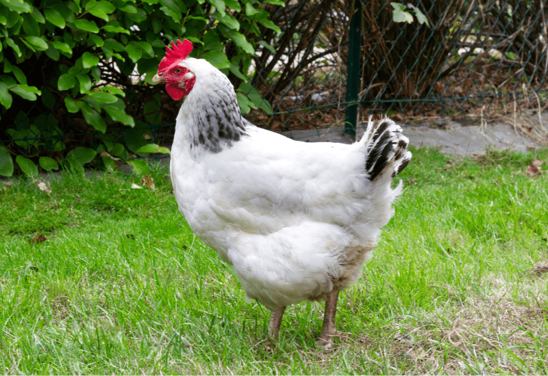 white sussex hen