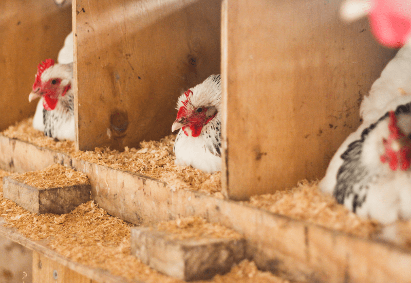 light sussex chickens nesting