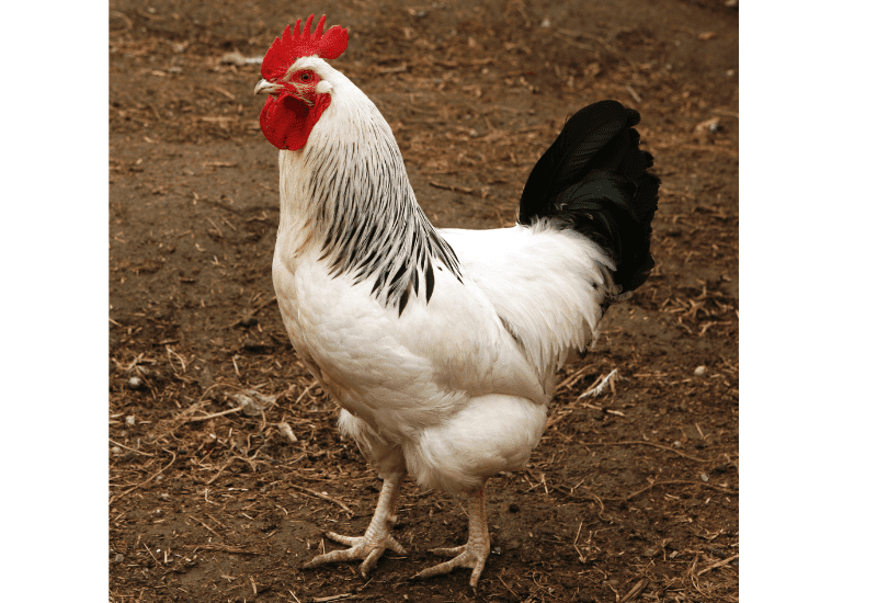 light sussex rooster