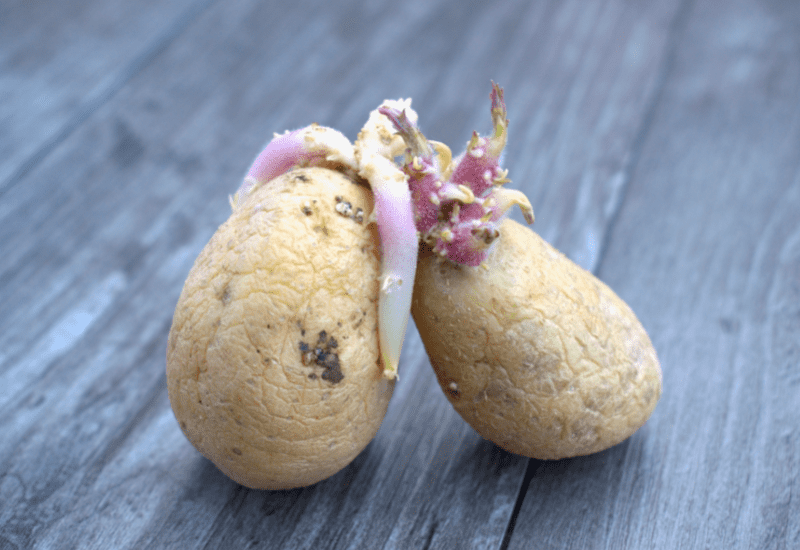 old potatoes