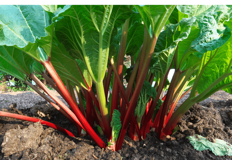rhubarb is toxic to chickens