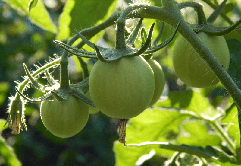 What Can Chickens Not Eat is green tomatoes and all other parts of the tomato plant